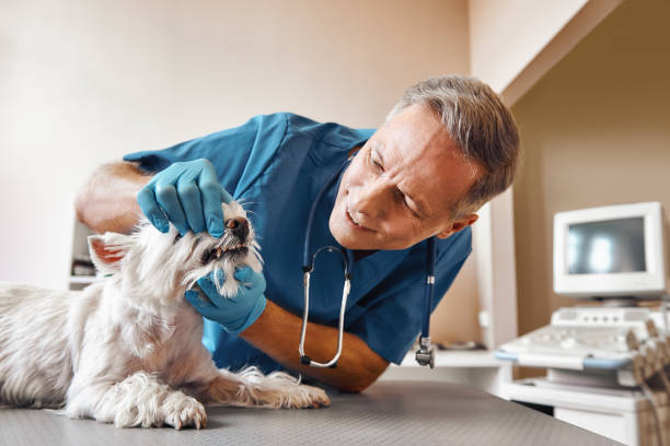 Best Emergency Denture Repair in Van Meter, IA